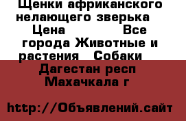 Щенки африканского нелающего зверька  › Цена ­ 35 000 - Все города Животные и растения » Собаки   . Дагестан респ.,Махачкала г.